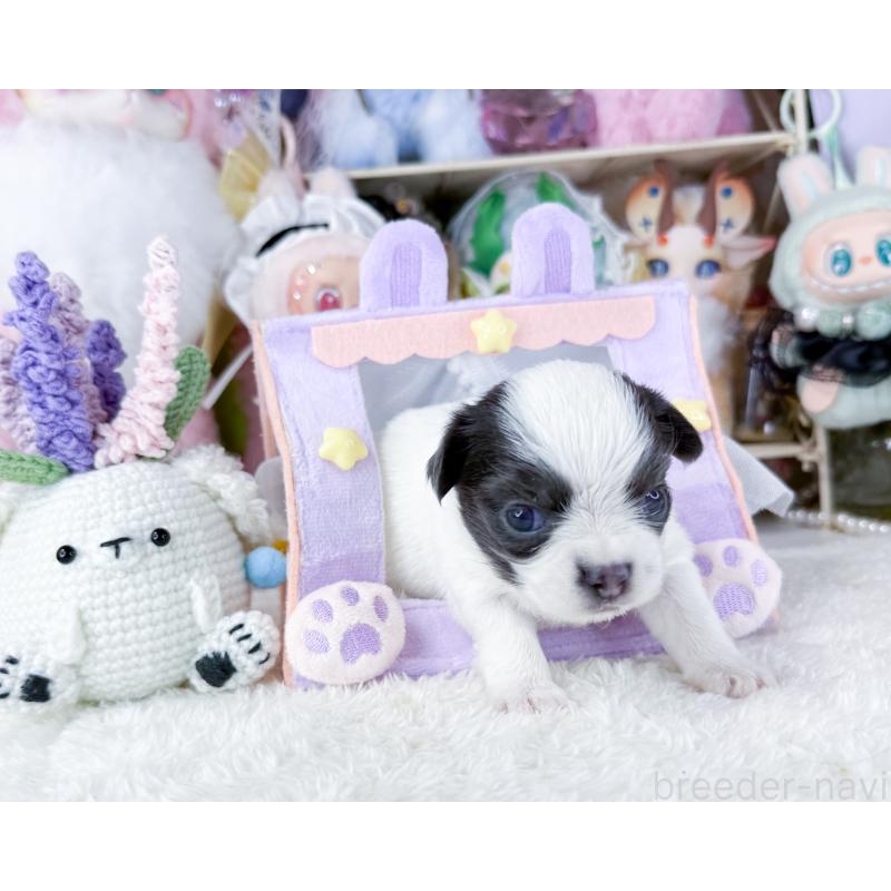 販売中の福岡県のチワワ(ロングコート)-444260の3枚目