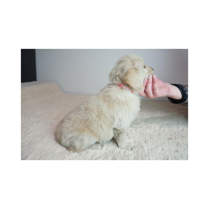 販売中の奈良県のゴールデンレトリーバー-444312の4枚目