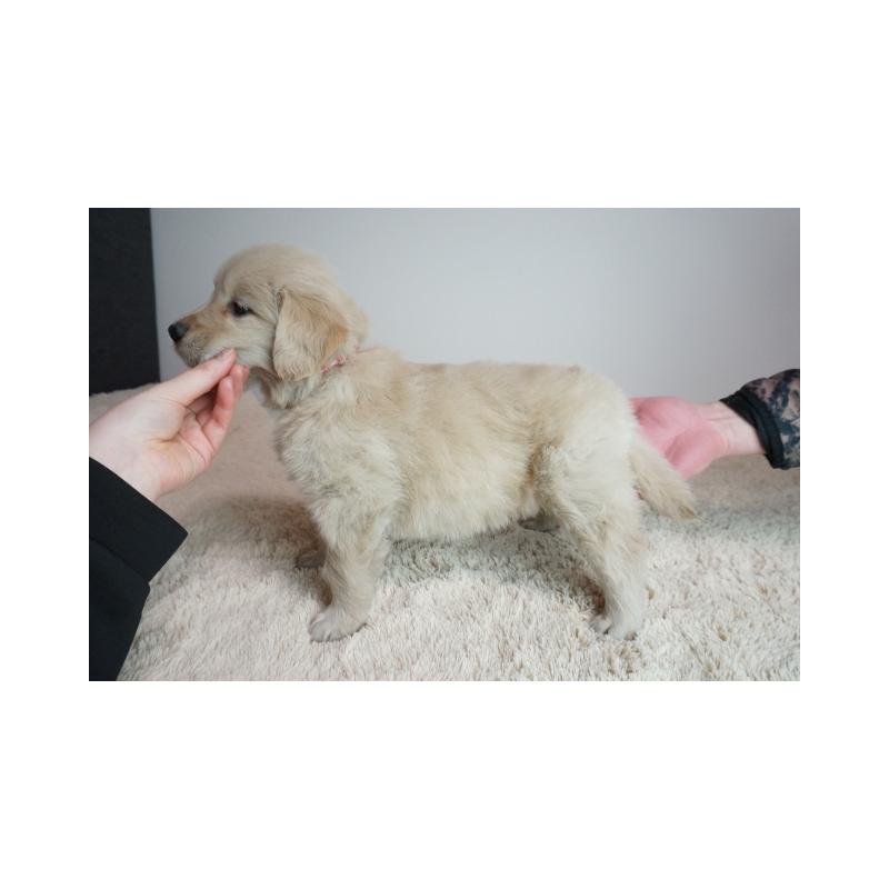 販売中の奈良県のゴールデンレトリーバー-444312の3枚目