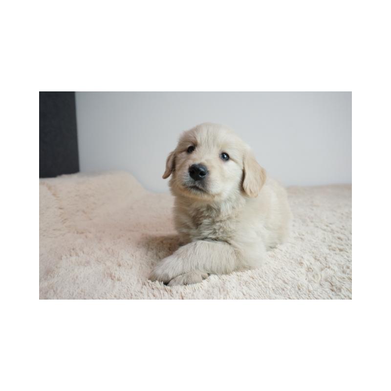 販売中の奈良県のゴールデンレトリーバー-444312の2枚目