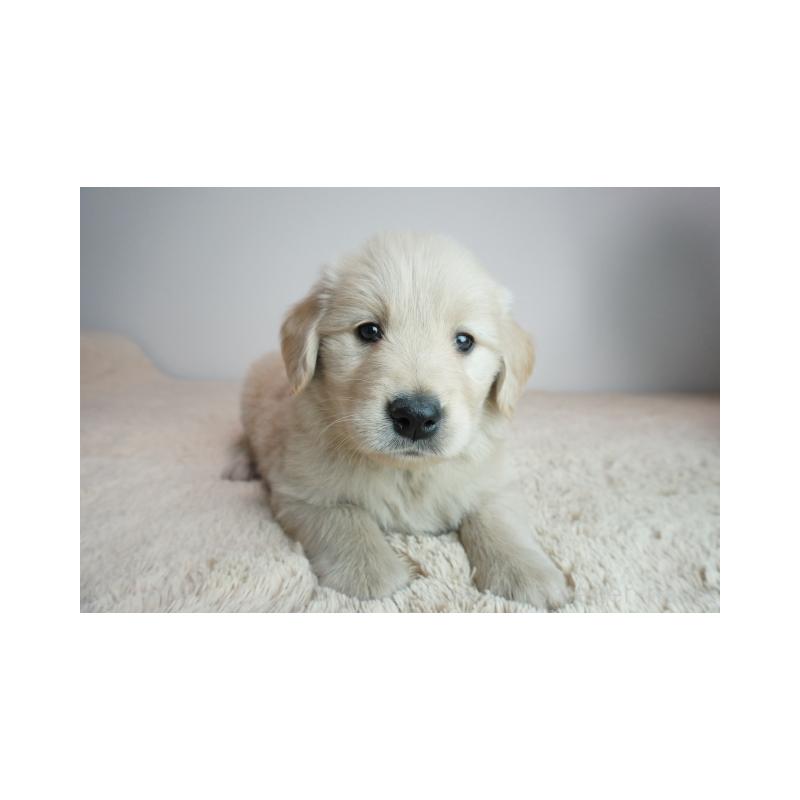 販売中の奈良県のゴールデンレトリーバー-444312