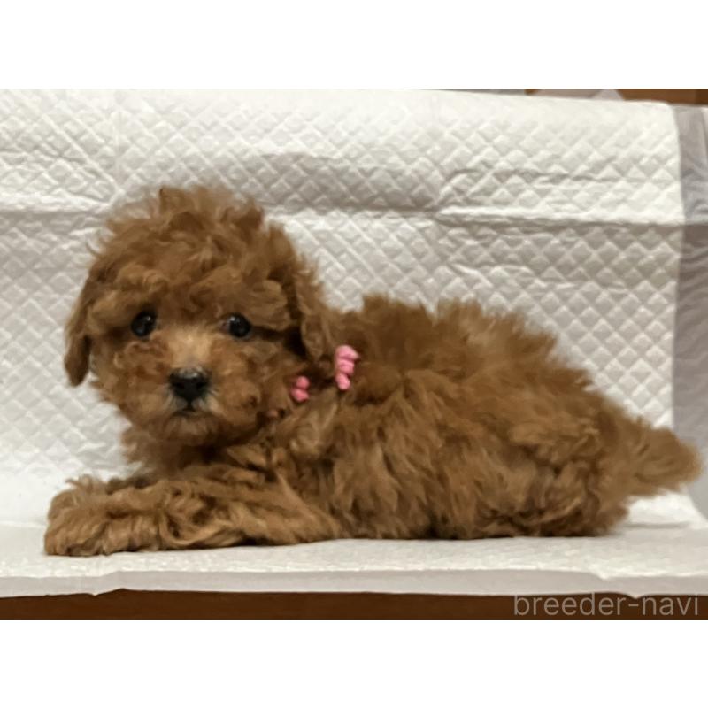 販売中の福岡県のトイプードル-444313の2枚目