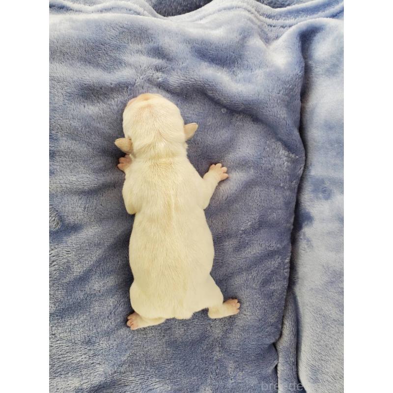 販売中の静岡県のフレンチブルドッグ-444315の3枚目