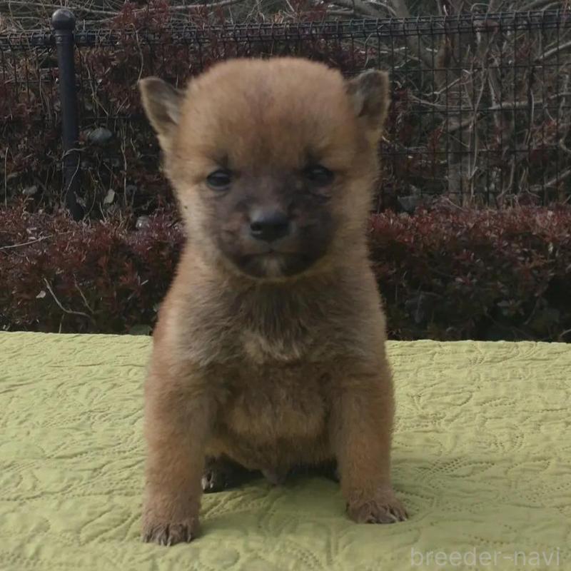 販売中の熊本県の豆柴-444314の4枚目