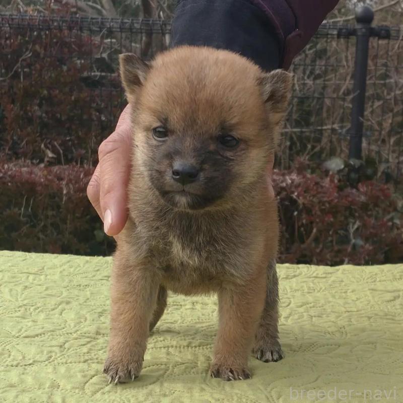 販売中の熊本県の豆柴-444314の1枚目