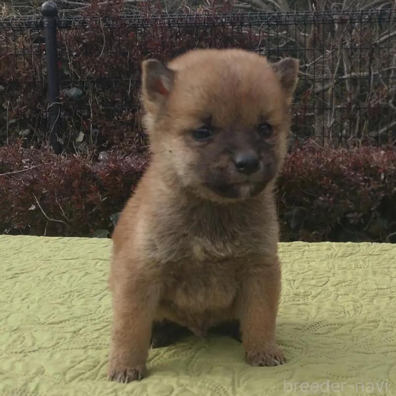 販売中の熊本県の豆柴-444314の3枚目