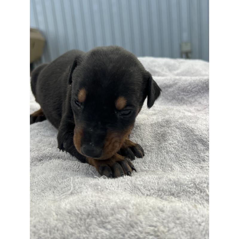 販売中の福岡県のドーベルマン-444316の4枚目