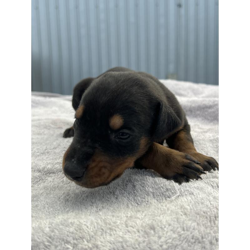 販売中の福岡県のドーベルマン-444316の3枚目