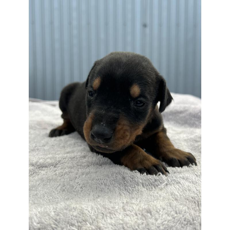 販売中の福岡県のドーベルマン-444316の2枚目