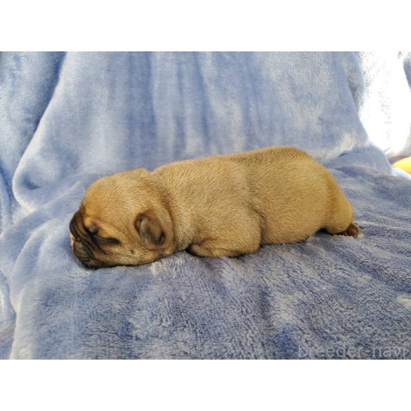 販売中の静岡県のフレンチブルドッグ-444318の4枚目