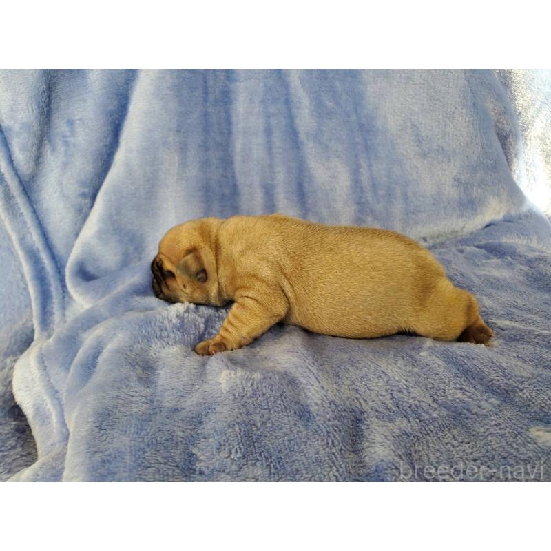 販売中の静岡県のフレンチブルドッグ-444318の3枚目