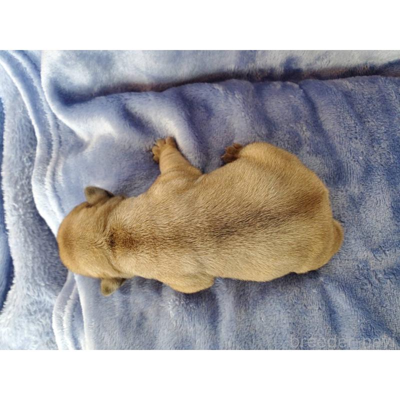 販売中の静岡県のフレンチブルドッグ-444318の2枚目