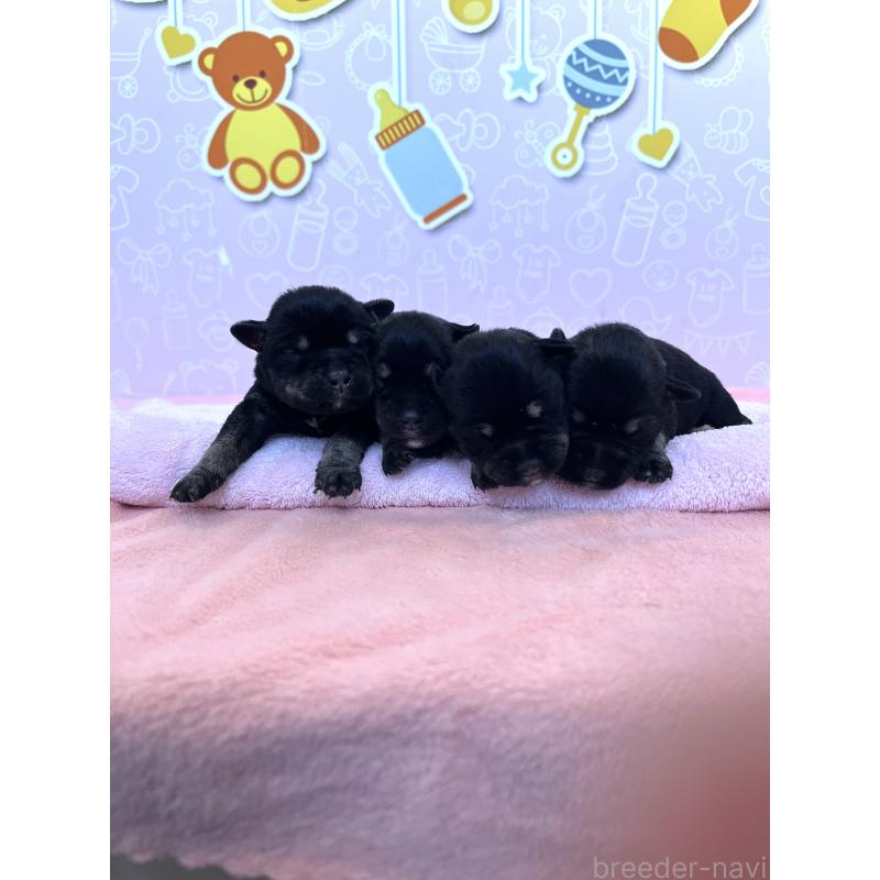 販売中の東京都のミニチュアシュナウザー-444322の7枚目