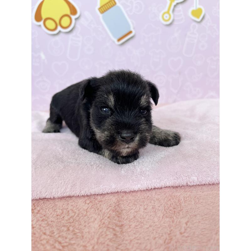 販売中の東京都のミニチュアシュナウザー-444322の5枚目