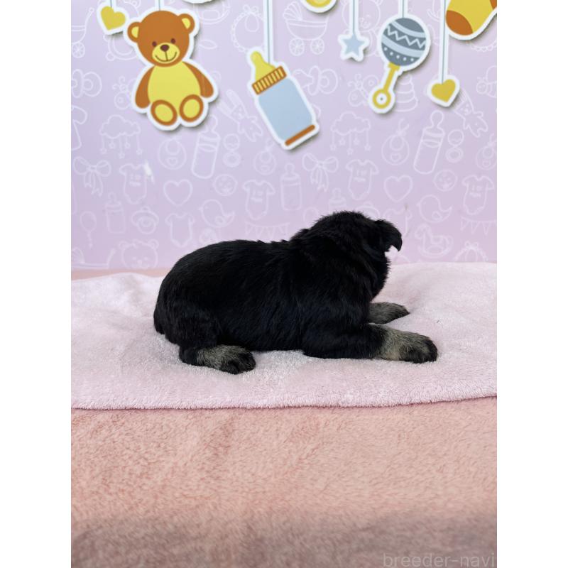 販売中の東京都のミニチュアシュナウザー-444322の4枚目