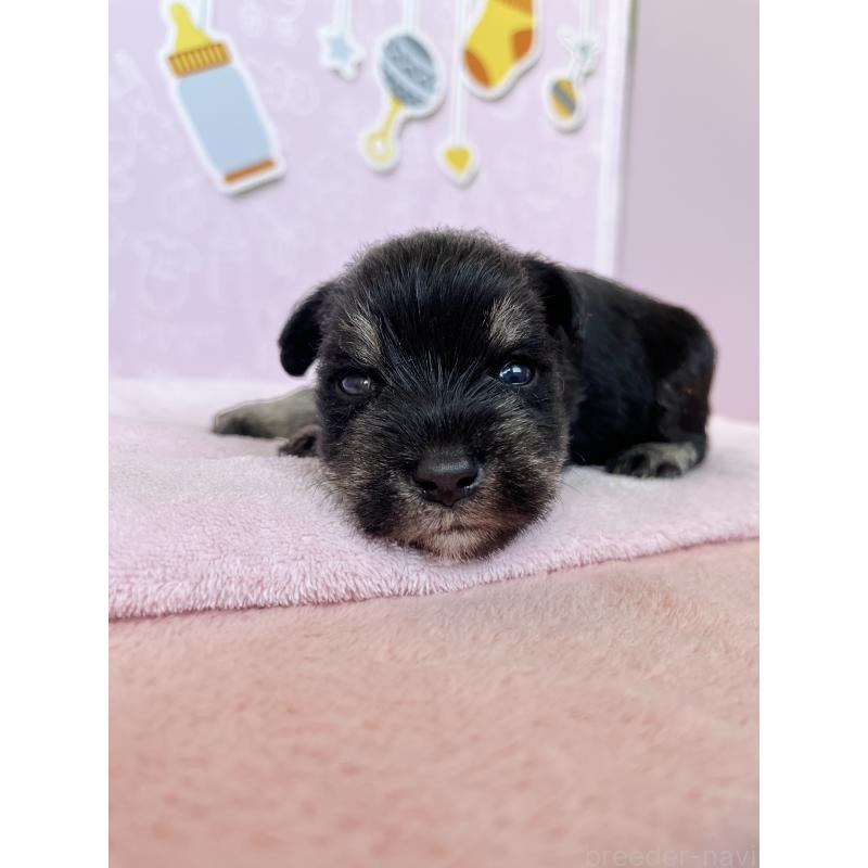 販売中の東京都のミニチュアシュナウザー-444322の2枚目