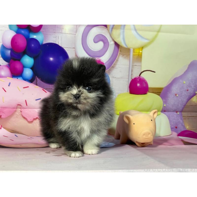 販売中の埼玉県のポメラニアン-444317の4枚目