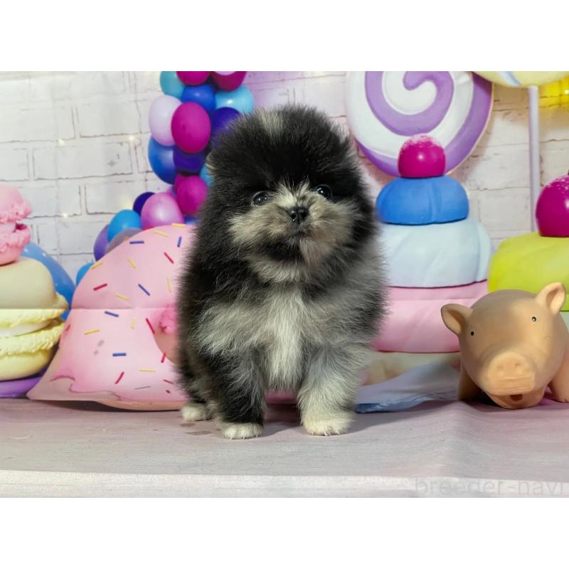 販売中の埼玉県のポメラニアン-444317の3枚目