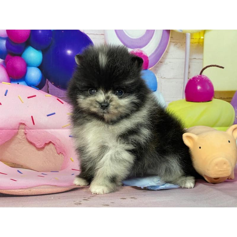 販売中の埼玉県のポメラニアン-444317