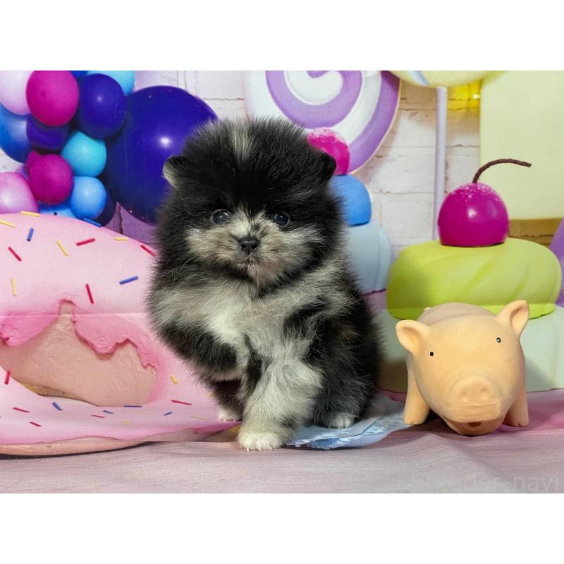 販売中の埼玉県のポメラニアン-444317の2枚目