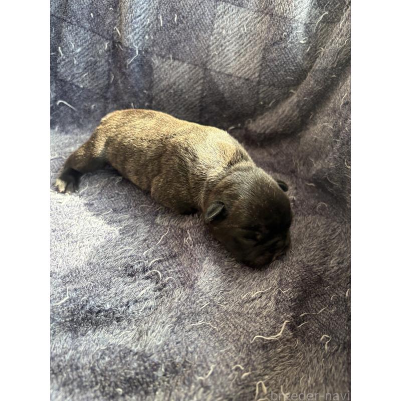 販売中の静岡県のフレンチブルドッグ-444320の3枚目