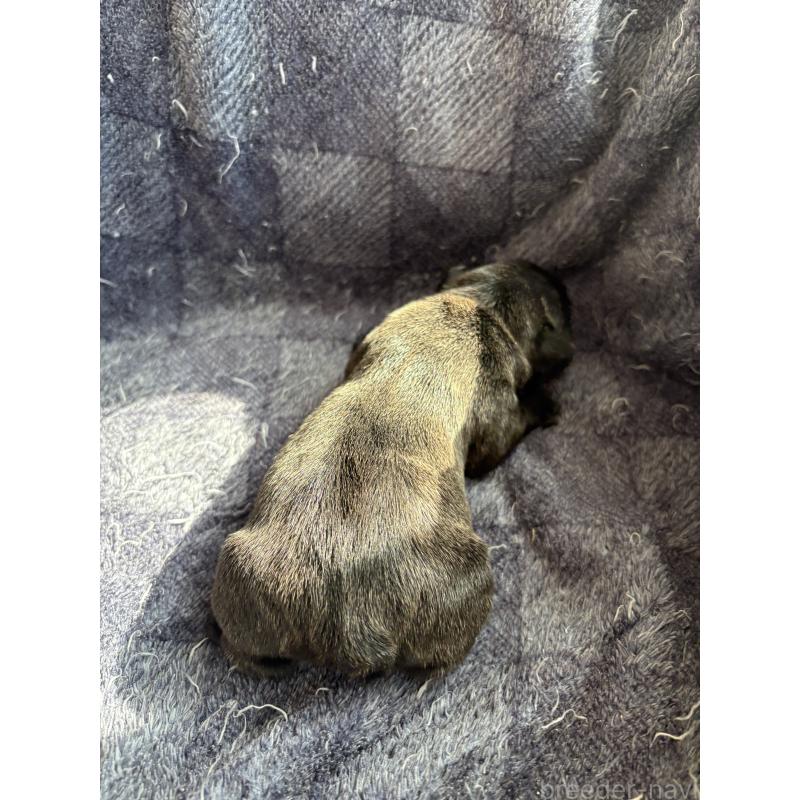 販売中の静岡県のフレンチブルドッグ-444320の2枚目