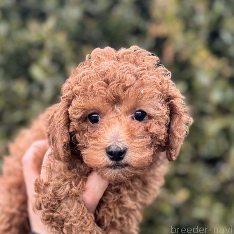 販売中の福岡県のトイプードル-439582