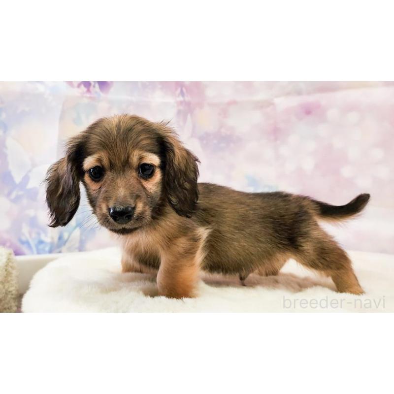 販売中の大阪府のミニチュアダックスフンド(ロングヘアード)-442482の4枚目