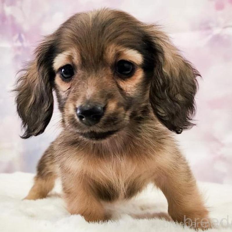 販売中の大阪府のミニチュアダックスフンド(ロングヘアード)-442482の2枚目