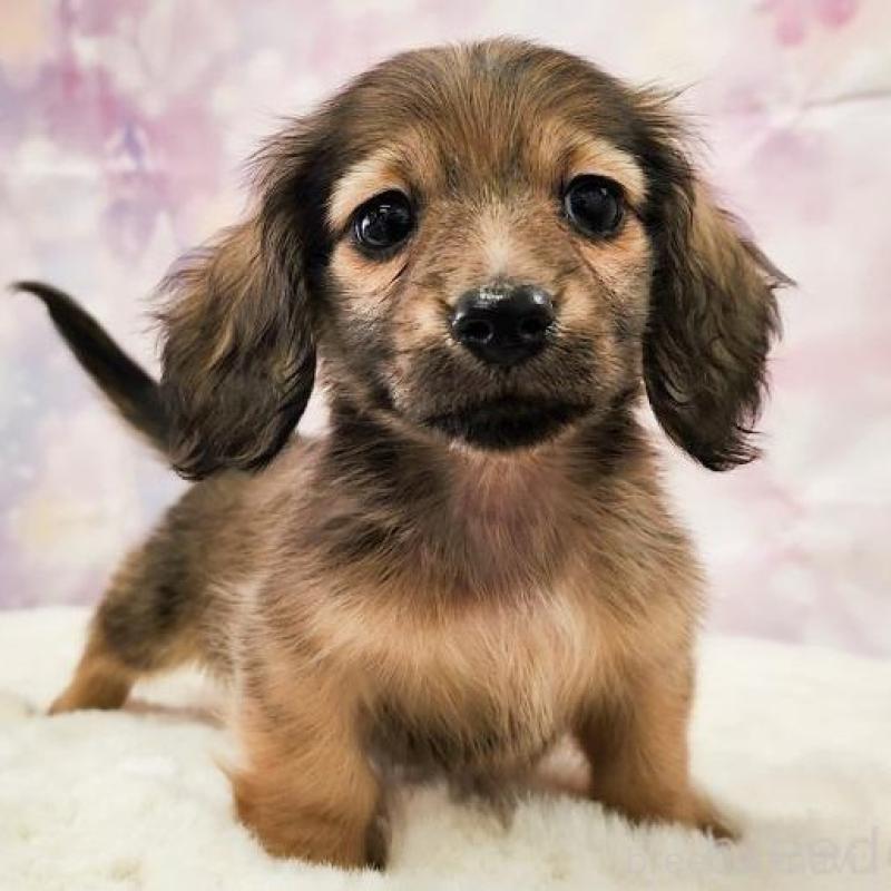 販売中の大阪府のミニチュアダックスフンド(ロングヘアード)-442482の1枚目