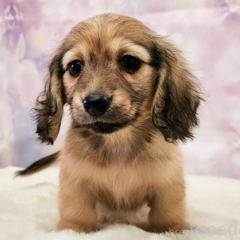 販売中の大阪府のミニチュアダックスフンド(ロングヘアード)-442483