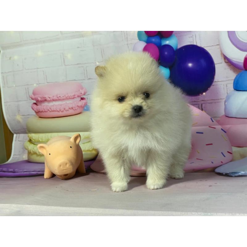 販売中の埼玉県のポメラニアン-444321の6枚目