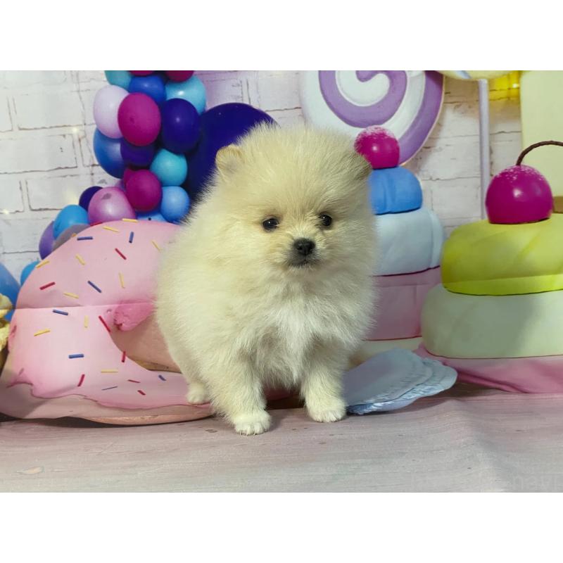 販売中の埼玉県のポメラニアン-444321の4枚目