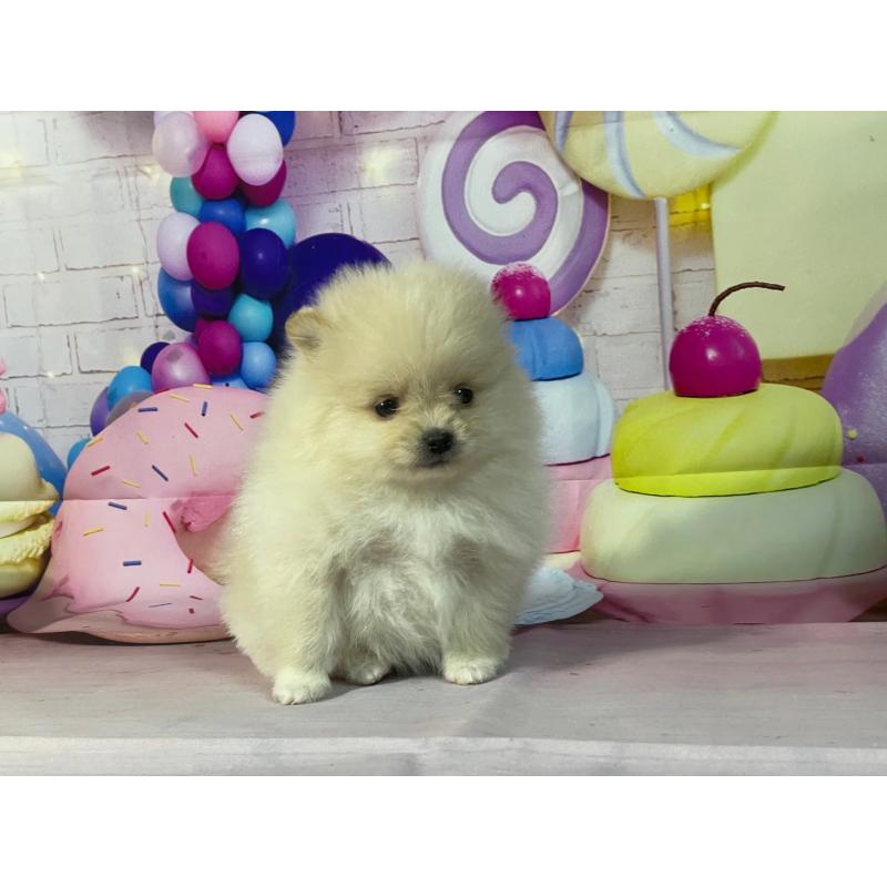 販売中の埼玉県のポメラニアン-444321の3枚目