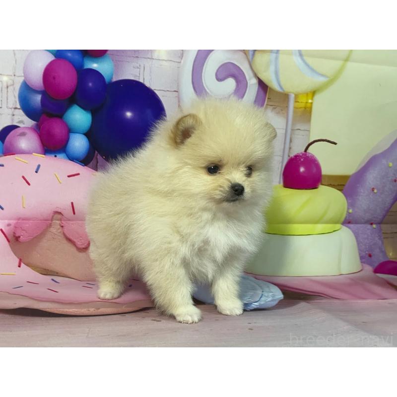 販売中の埼玉県のポメラニアン-444321の2枚目