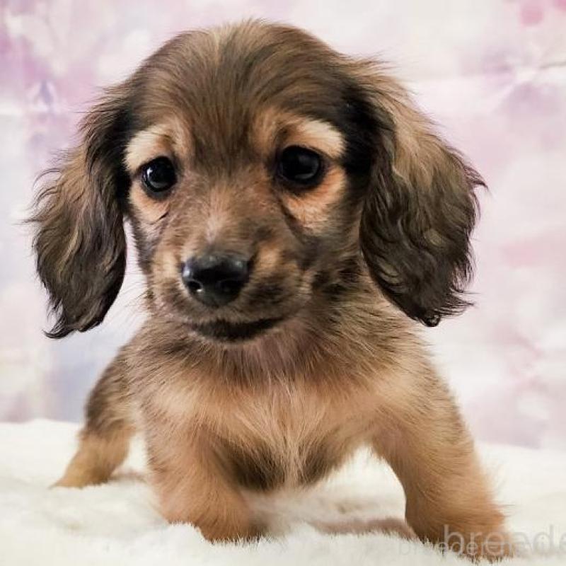 販売中の大阪府のミニチュアダックスフンド(ロングヘアード)-442804