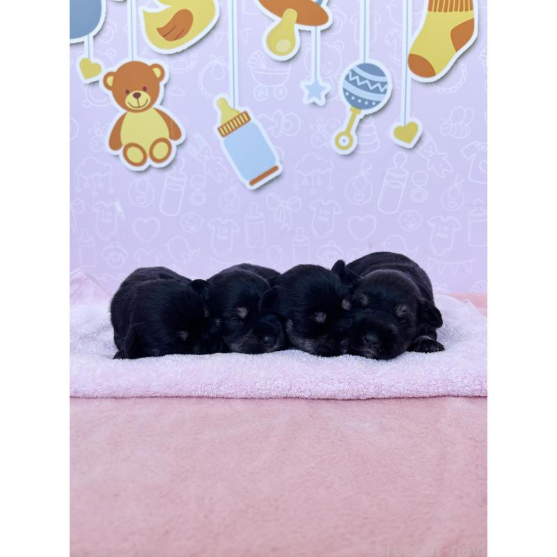 販売中の東京都のミニチュアシュナウザー-444324の5枚目