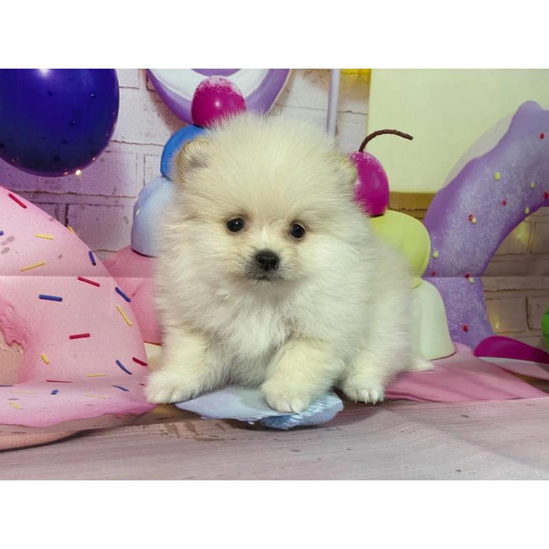 販売中の埼玉県のポメラニアン-444323の6枚目