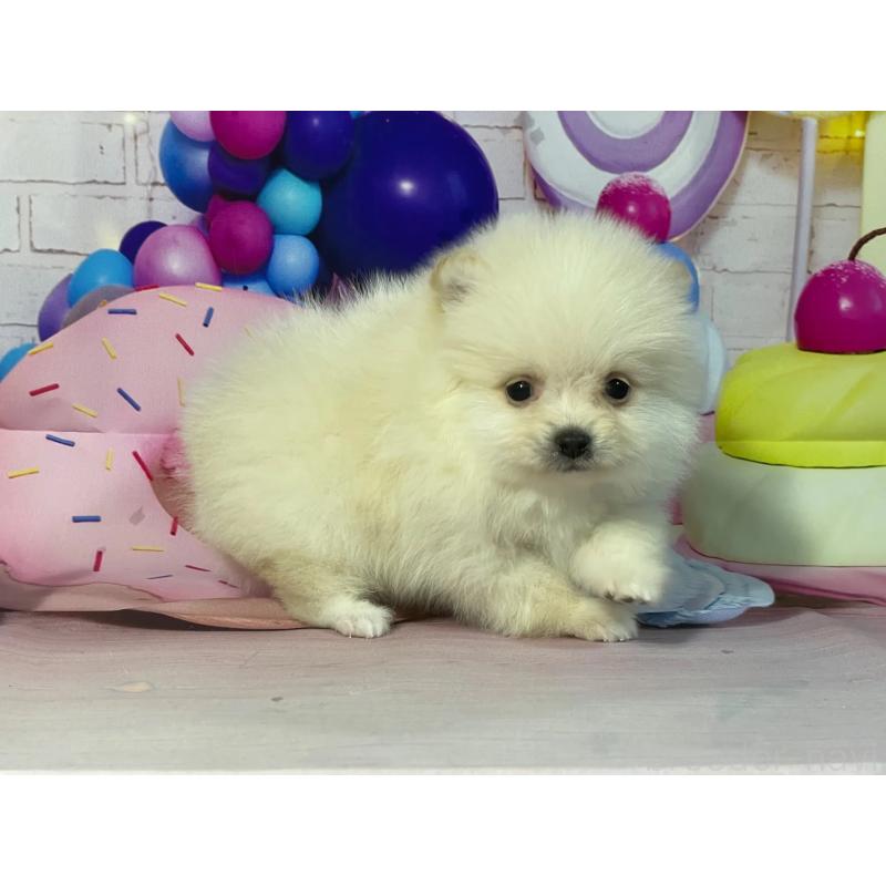 販売中の埼玉県のポメラニアン-444323の5枚目