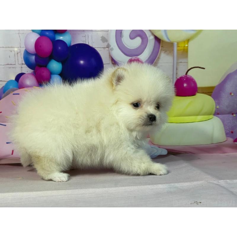 販売中の埼玉県のポメラニアン-444323の4枚目