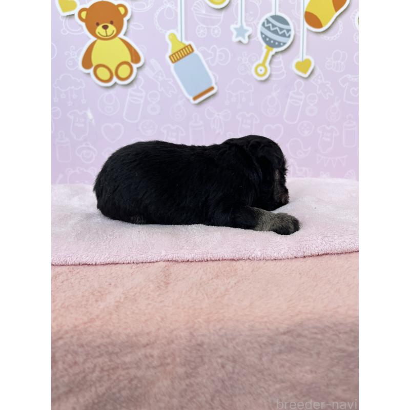 販売中の東京都のミニチュアシュナウザー-444324の4枚目