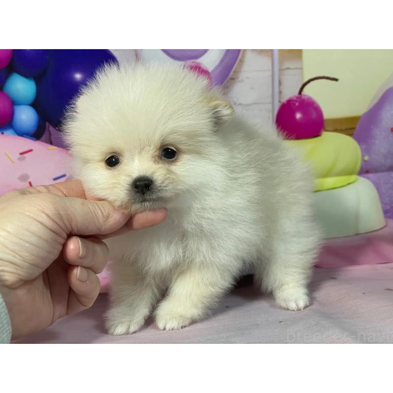 販売中の埼玉県のポメラニアン-444323の3枚目