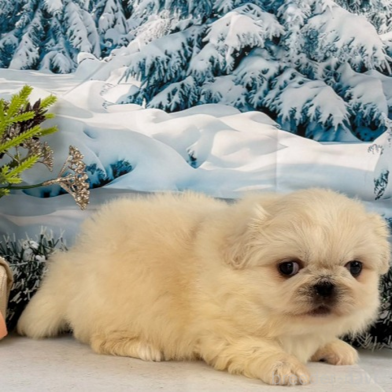 販売中の秋田県のペキニーズ-440938の9枚目