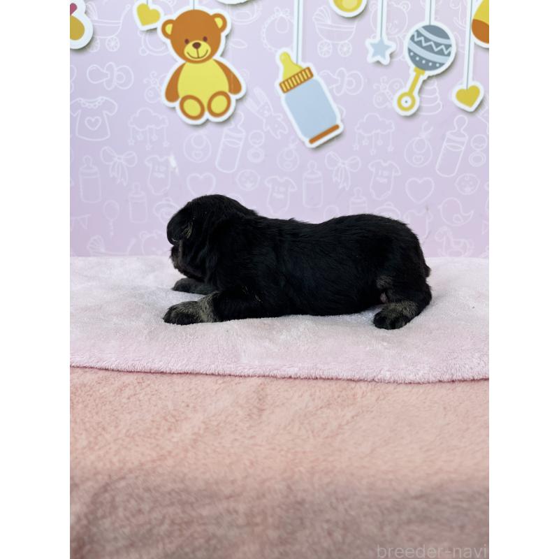 販売中の東京都のミニチュアシュナウザー-444324の3枚目