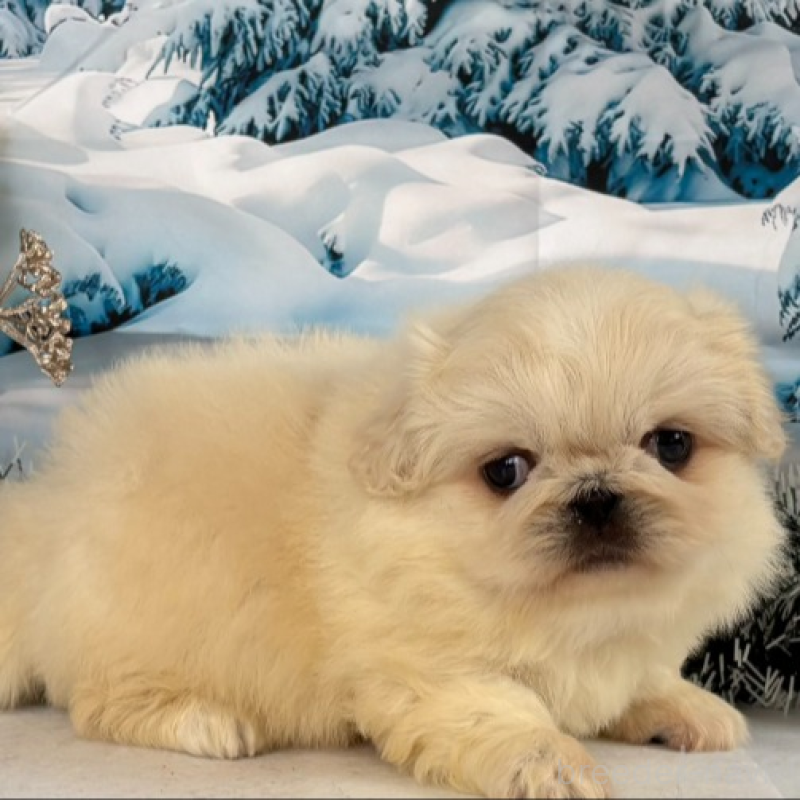 販売中の秋田県のペキニーズ-440938の8枚目