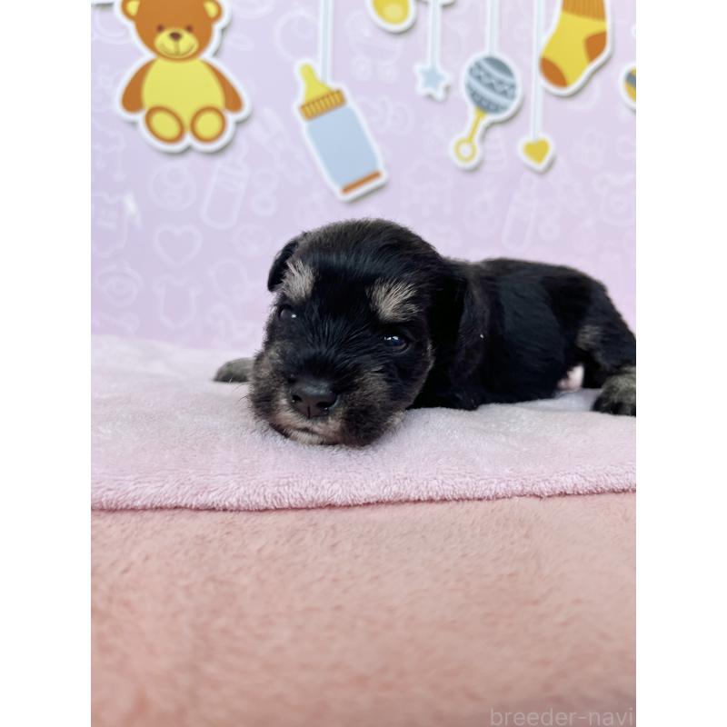 販売中の東京都のミニチュアシュナウザー-444324の2枚目