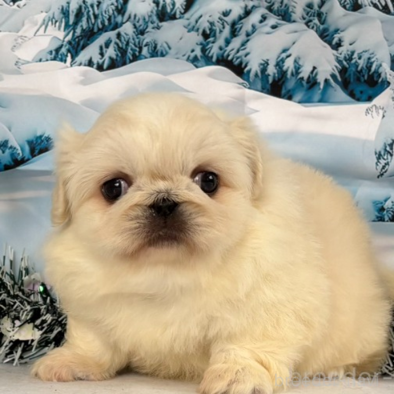 販売中の秋田県のペキニーズ-440938