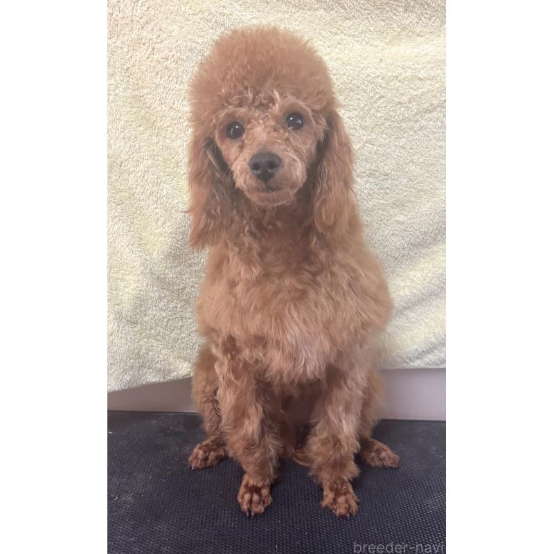 販売中の神奈川県のトイプードル-390477