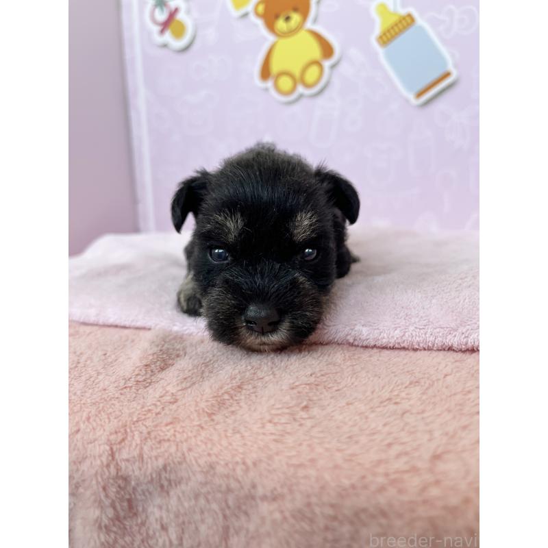 販売中の東京都のミニチュアシュナウザー-444325の5枚目