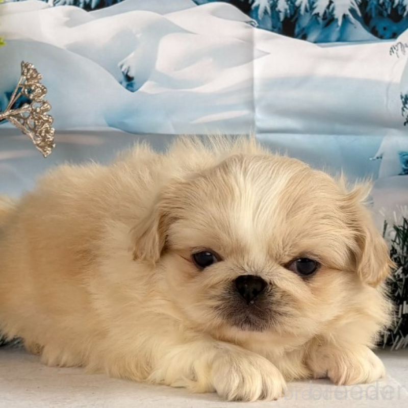 販売中の秋田県のペキニーズ-440937の10枚目